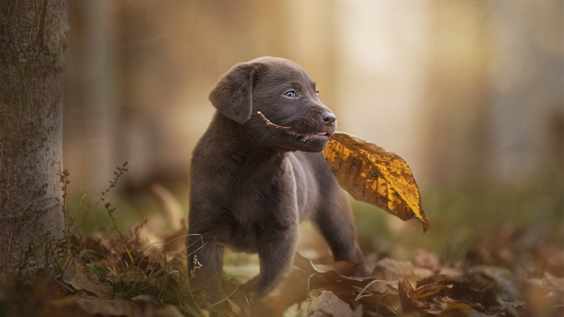 pg电子-悍然东征！浙江队客场轻取绿军，克莱攻防两端存在感拉满